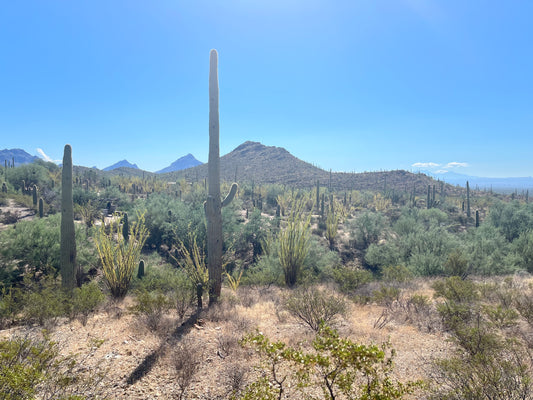 10 Adventures You Must Take When Visiting Saguaro National Park