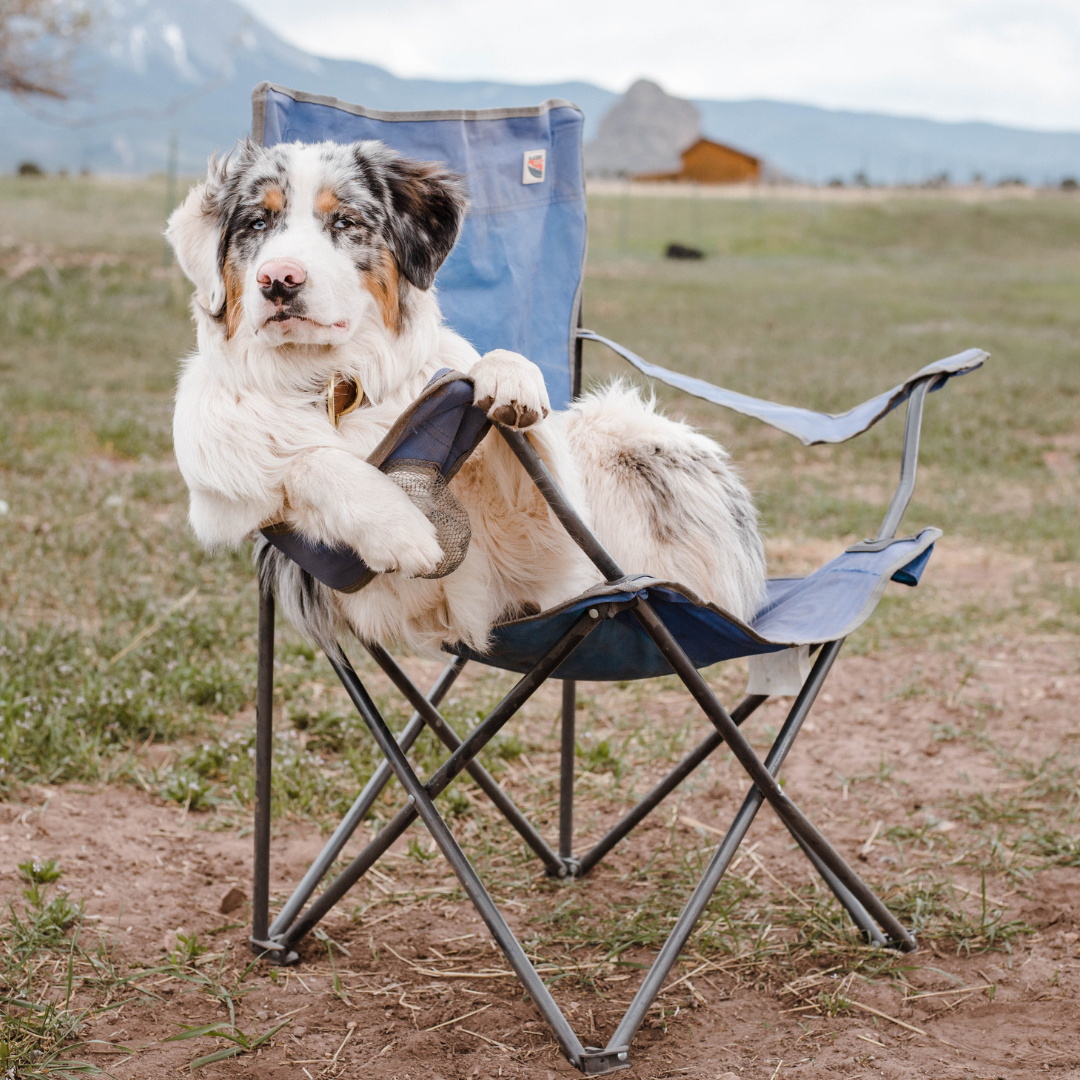 happy camping dog